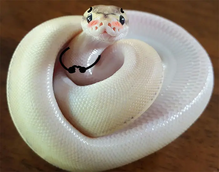 Funny Snakes 13