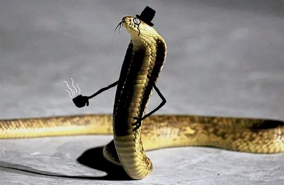 Funny Snakes 25