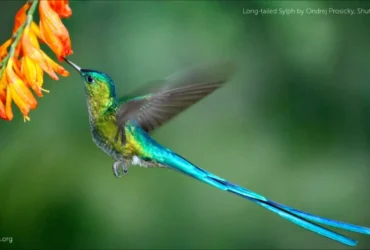 Long Tailed Sylph Hummingbird 2