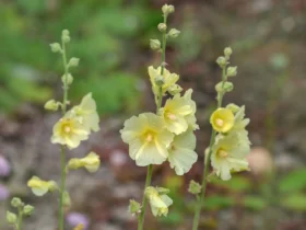 Alcea Rugosa (hollyhock) 3