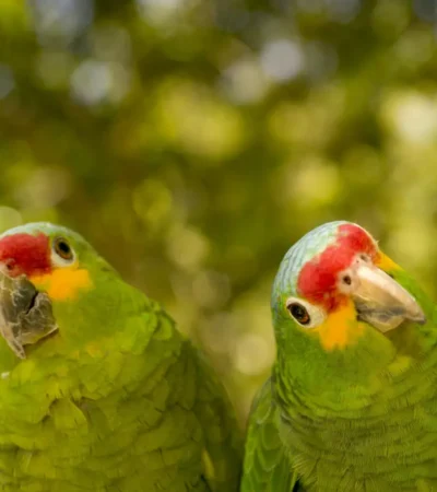 Amazon Parrots 2