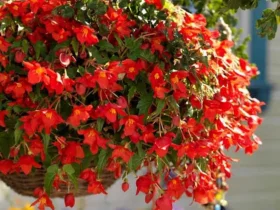 Begonia X Intermedia 'bertinii'