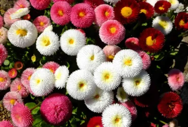 Bellis Perennis 'pomponette'