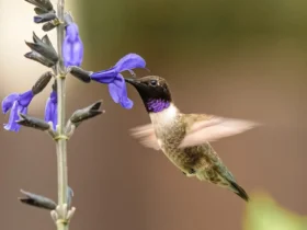 Black-chinned Hummingbird 8