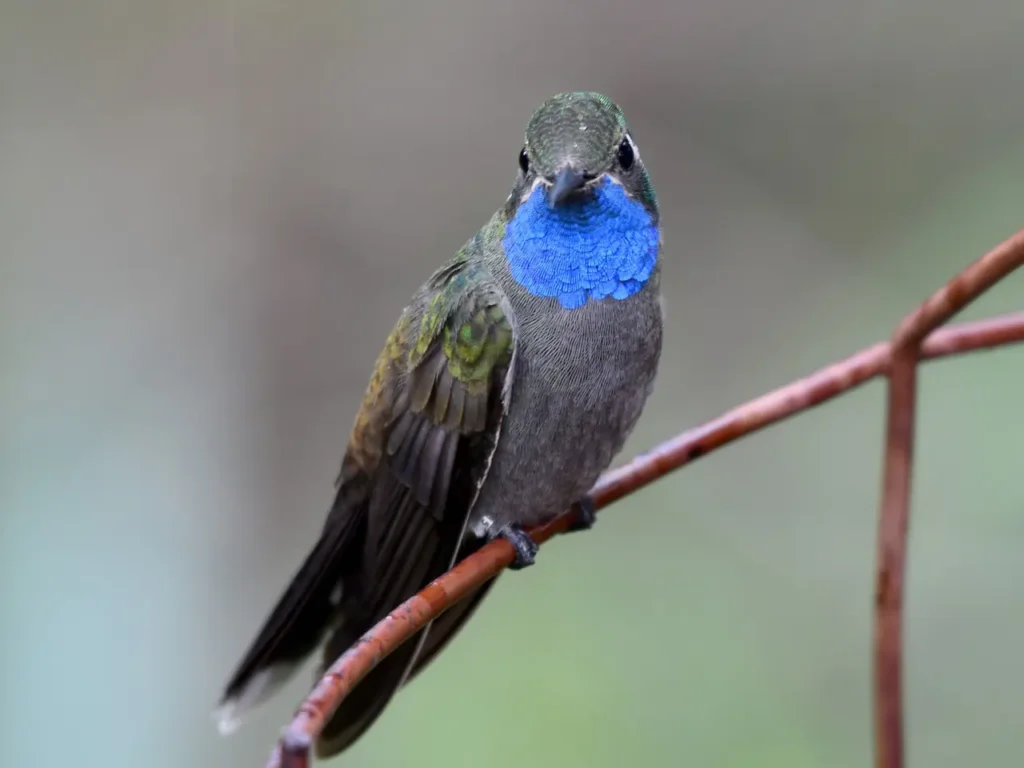 Blue-throated Hummingbird 1
