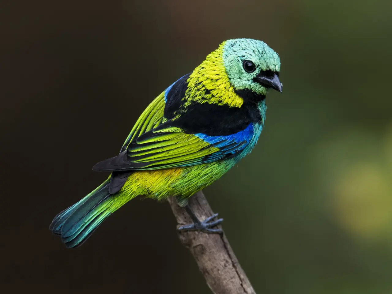 Green-Headed Tanager: A Splash of Emerald in Tropical Canopies | WorldWeet