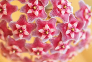 Hoya Carnosa Flower 10