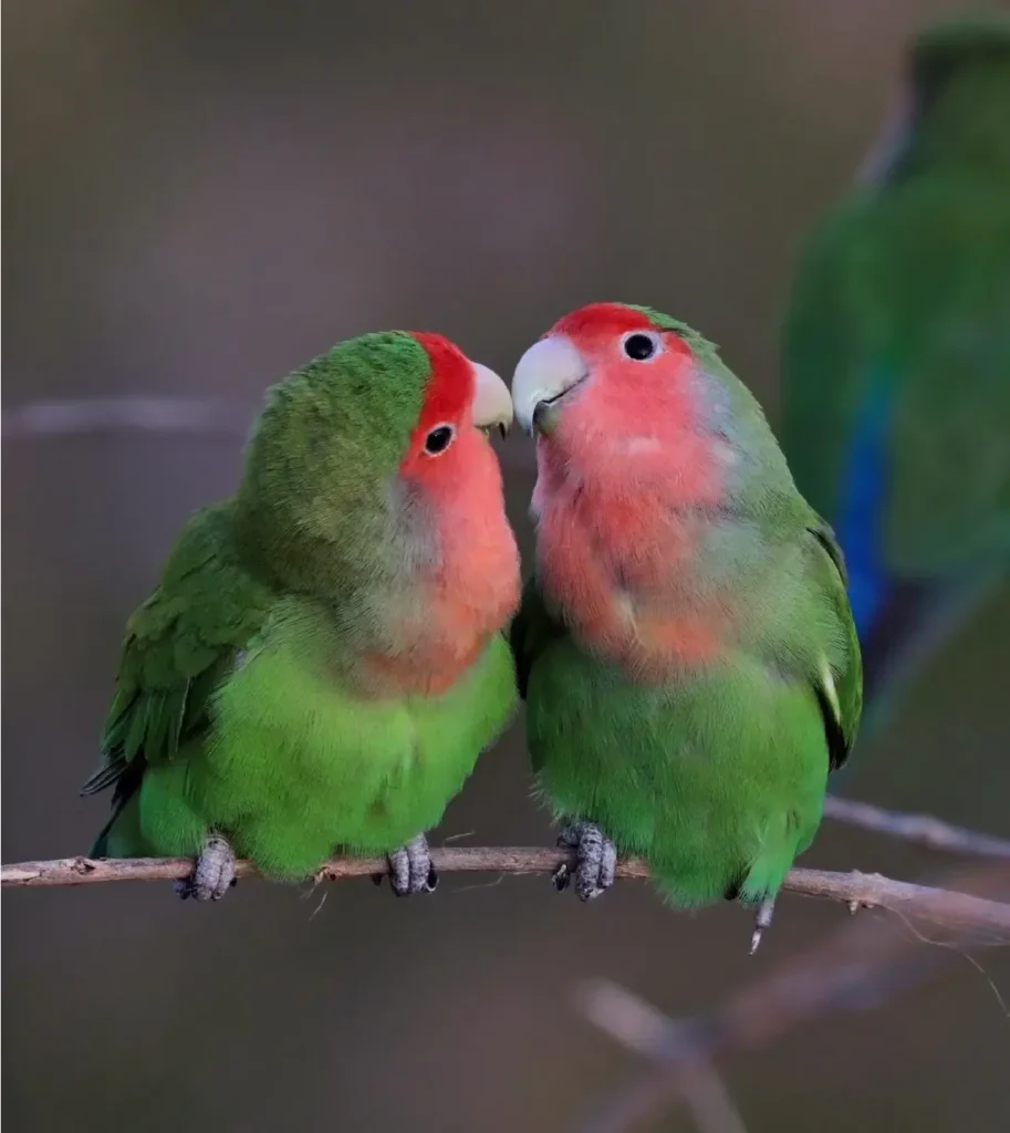 Peach-faced Lovebird: A Burst of Color in Avian Delight | WorldWeet