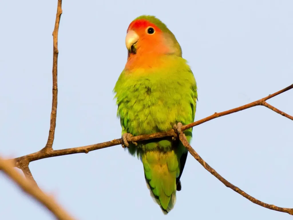 Peach-faced Lovebird: A Burst of Color in Avian Delight | WorldWeet