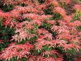 Pieris Japonica 'red Head' (japanese Andromeda)