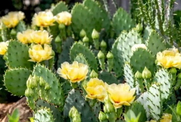 Prickly Pear Cactus 2