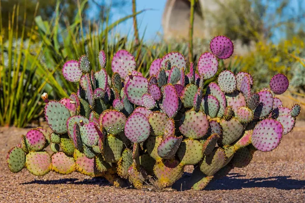 Prickly Pear Cactus 5