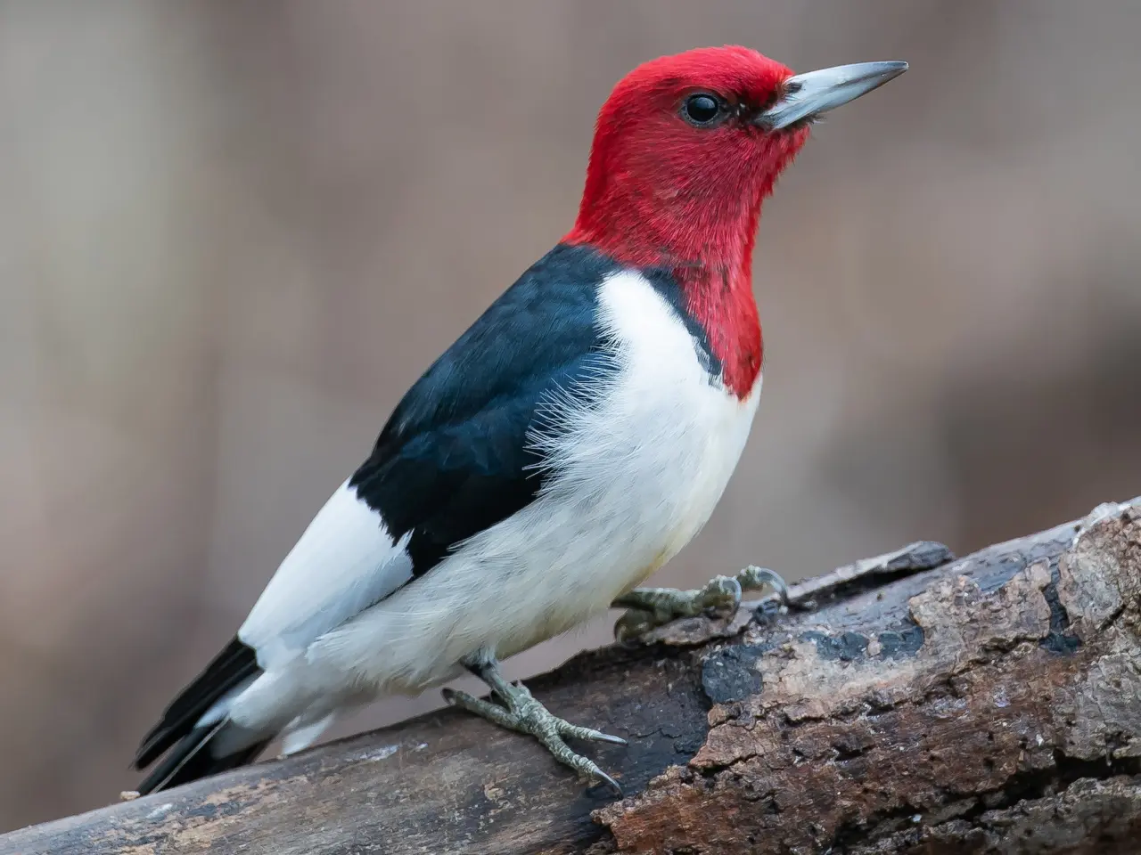 The Red-Headed Woodpecker: A Striking Symbol of North America's Forests ...