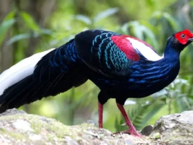 Swinhoe's Pheasant 14