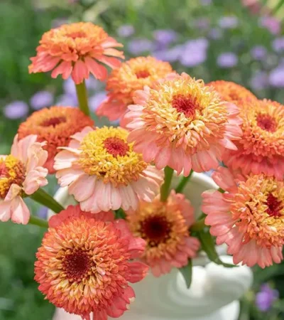 Zinnia Elegans 'zinderella Peach'