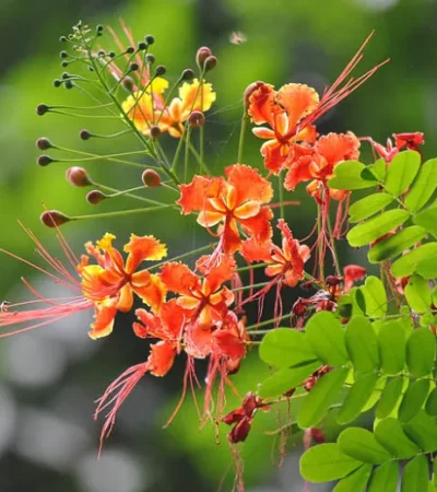 Caesalpinia Pulcherrima (red Bird Of Paradise)