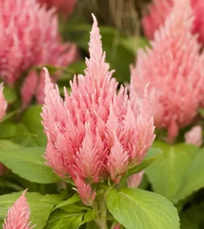 Celosia Argentea Var. Cristata (plumosa Group) 'ice Cream Pink'