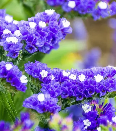 Limonium Sinuatum (statice)