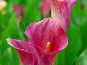 Zantedeschia Rehmannii (pink Calla Lily)